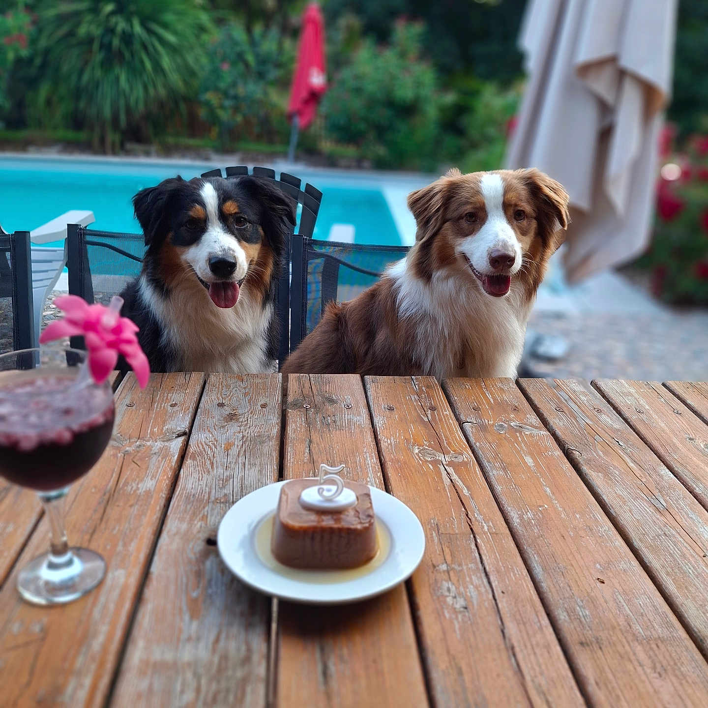 Tic Et Tac participe au concours pour gagner de l'argent avec cette photo : cake, celebration, chair, daylight, dog, drink, flower, garden, greenery, happy, nature, number_candle, outdoor, pet, pool, smiling, summer, table, umbrella, wood