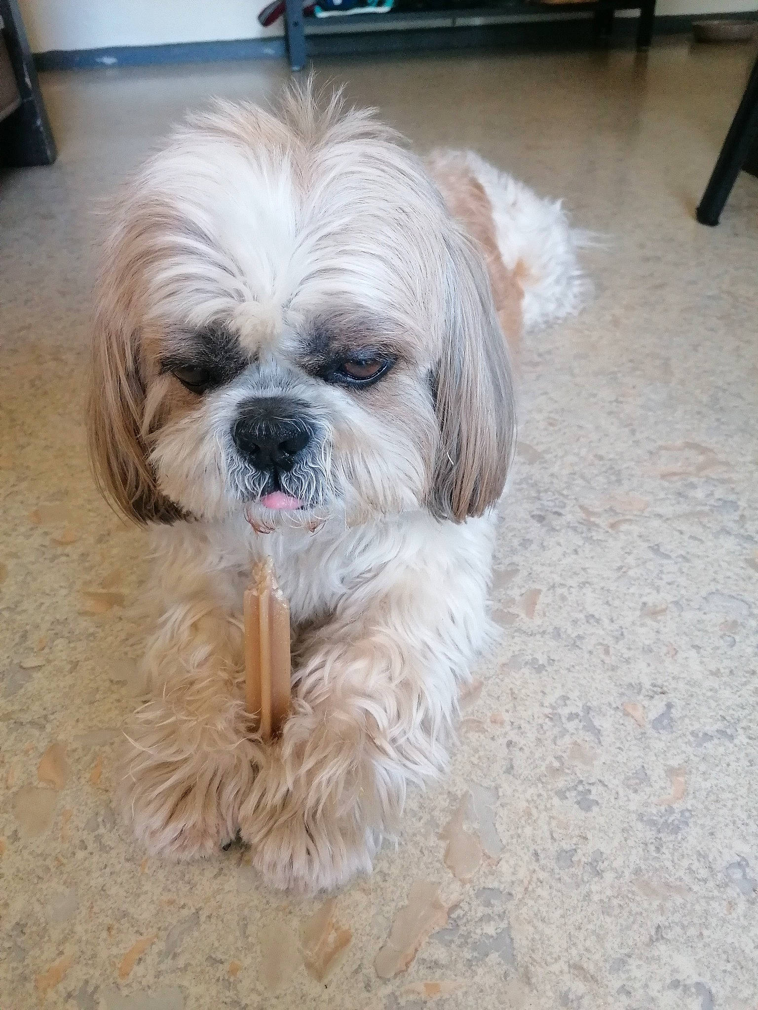 Noah a rejoint le concours — aidez-le/la à gagner de superbes lots ! canidae, carnivore, companion_dog, dog, dog_breed, fawn, flooring, fur, hardwood, liver, mal_shi, maltepoo, shih_tzu, small_terrier, snout, sporting_group, terrestrial_animal, terrier, toy_dog, working_animal