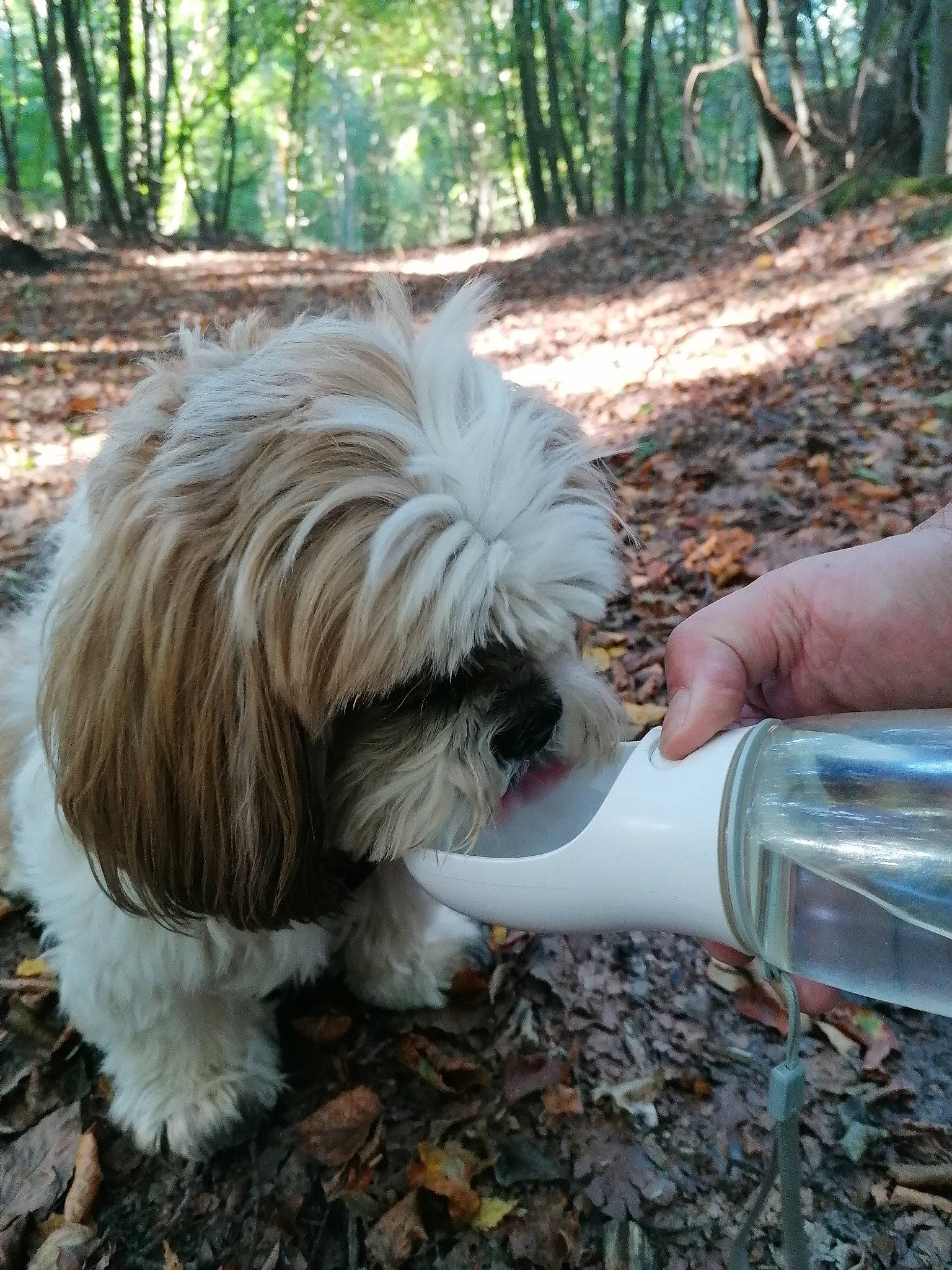 Noah participe au concours pour gagner de l'argent avec cette photo : carnivore, companion_dog, dog, dog_breed, fur, grass, liver, pet_supply, plant, plastic_bottle, shih_tzu, snout, sporting_group, tail, terrier, toy_dog, tree, water_bottle, wood, working_animal