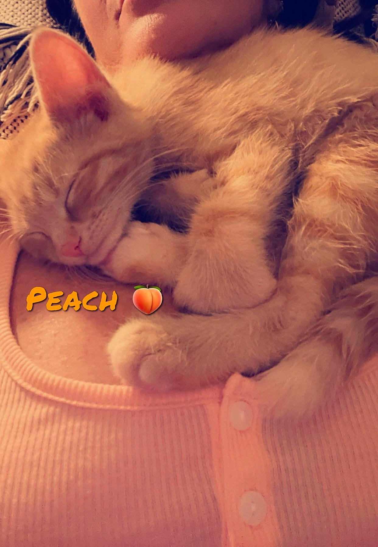 Peach joined the competition — help win amazing prizes! carnivore, cat, claw, cloud, comfort, domestic_short_haired_cat, ear, eye, fawn, felidae, fur, leg, nap, nose, paw, photo_caption, small_to_medium_sized_cats, snout, tail, whiskers