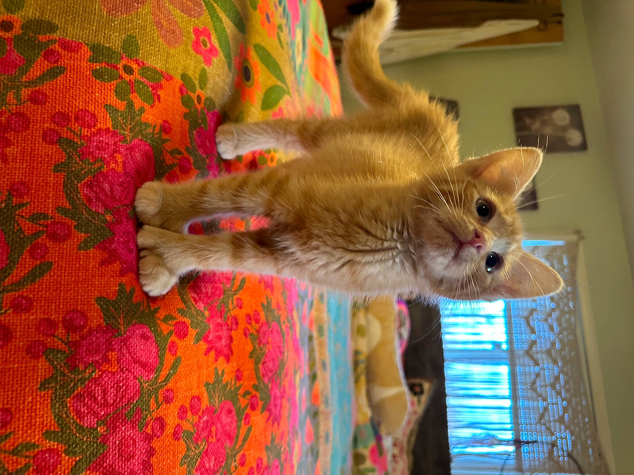 Peach is registered to the contest to win money with this photo: canidae, carnivore, cat, claw, domestic_short_haired_cat, fawn, felidae, fur, pattern, paw, picture_frame, room, small_to_medium_sized_cats, tail, tree, visual_arts, whiskers, wildlife, wood