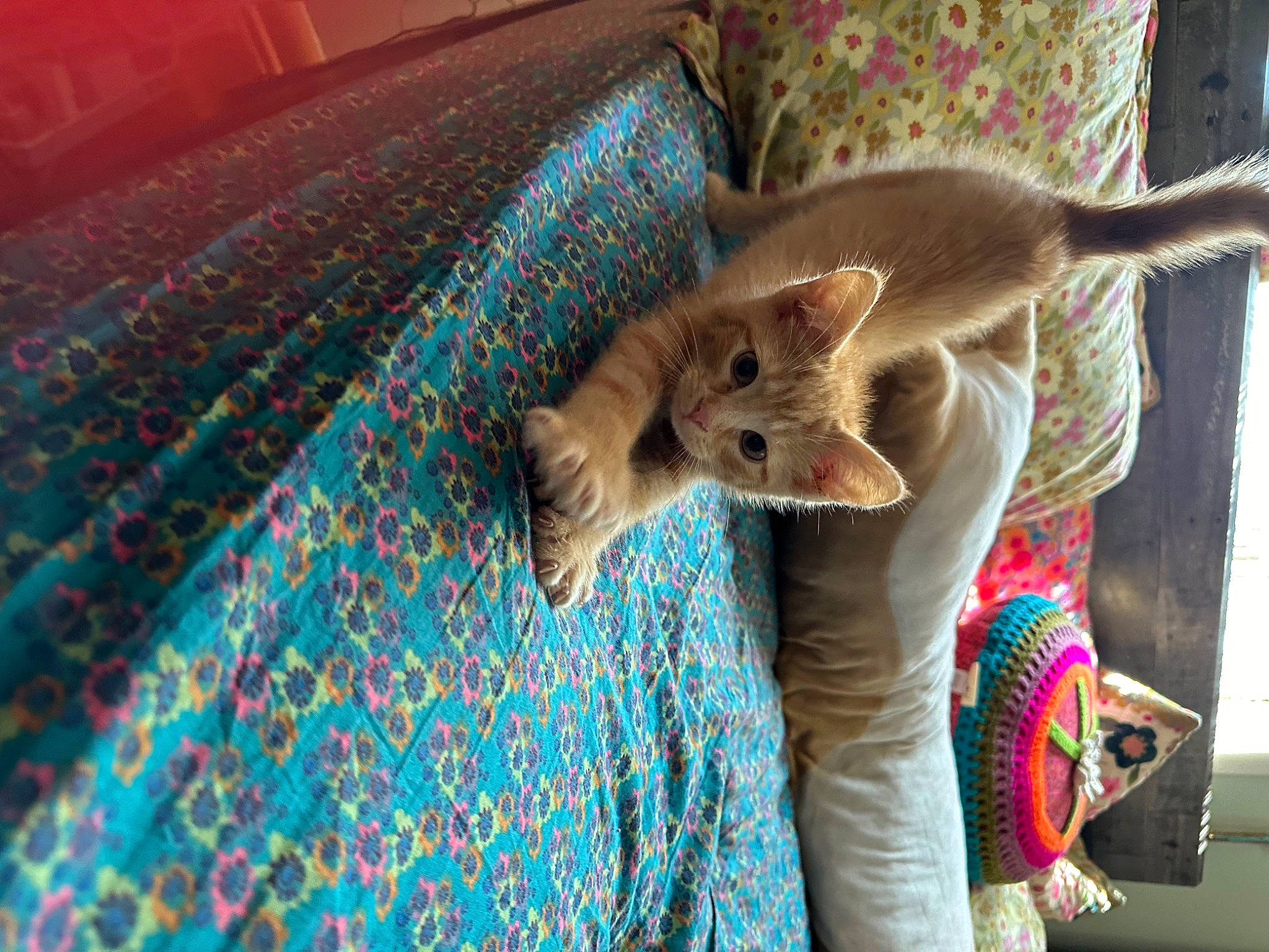 Peach is registered to the contest to win money with this photo: carnivore, cat, child, comfort, domestic_short_haired_cat, electric_blue, fawn, felidae, fun, fur, leisure, linens, pattern, room, small_to_medium_sized_cats, tail, textile, tree, whiskers, wood