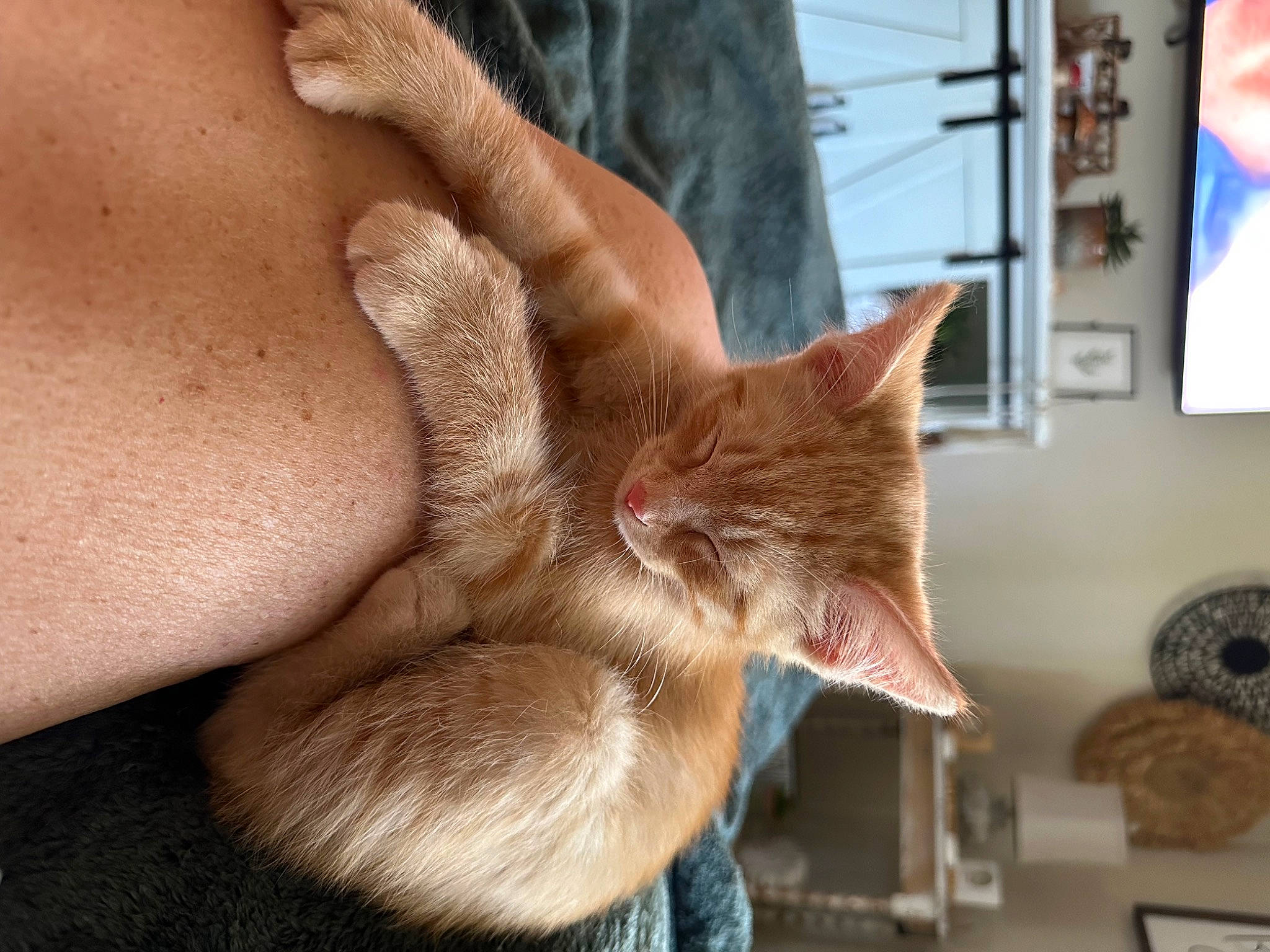 Peach is registered to the contest to win money with this photo: carnivore, cat, claw, comfort, domestic_short_haired_cat, ear, fawn, felidae, foot, fur, gesture, human_leg, nail, paw, small_to_medium_sized_cats, snout, tail, thigh, whiskers, window