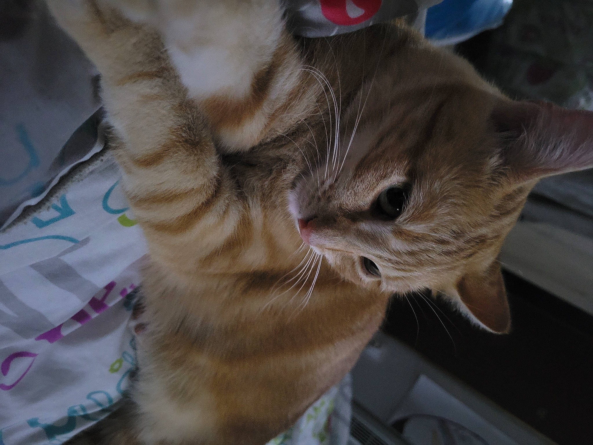 Biscotte a rejoint le concours — aidez-le/la à gagner de superbes lots ! carnivore, cat, claw, comfort, domestic_short_haired_cat, ear, fawn, felidae, fur, gesture, human_leg, nail, paw, small_to_medium_sized_cats, snout, tail, terrestrial_animal, whiskers, window