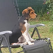 Apy participe au concours pour gagner de l'argent avec cette photo : animal, black, brown, calm, curious, dog, furniture, garden, grass, lawn_chair, nature, outdoor, pet, puppy, relaxing, side_view, sitting, tricolor, white, yard
