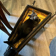 Gidget joined the competition — help win amazing prizes! animal, cat, cozy, curious, domestic, feline, flooring, gray_cat, household, indoor, looking_up, pet, quiet, relaxed, resting, rustic, wood_floor, wooden_furniture, wooden_wheelbarrow, yellow_eyes