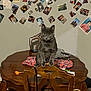 Gidget joined the competition — help win amazing prizes! cat, cozy, curious_cat, decor, dining_table, fabric, family_photos, furniture, gray_cat, household_items, indoor, nostalgic, pet, photo_collage, remote_control, scissors, seated_cat, telephone, wall, wooden_chair