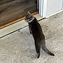 animal, cat, concrete_floor, curious, domestic_animal, door_frame, doorway, ears, feline, floor, gray_cat, home, indoor, looking_back, pet, standing, tail, wall, whiskers, wooden_floor