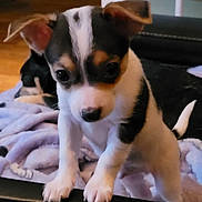 Luna joined the competition — help win amazing prizes! puppy, dog, animal, pet, blanket, fur, cute, indoor, young, small, black_and_white, ears, nose, tail, soft, resting, companion, closeup, front_paws, curious
