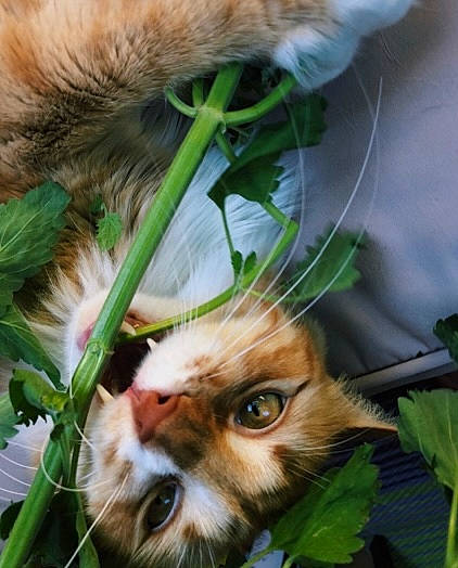 Landino joined the competition — help win amazing prizes! carnivore, cat, close_up, dog, fawn, felidae, flowerpot, fur, grass, green, houseplant, organism, plant, small_to_medium_sized_cats, snout, terrestrial_animal, terrestrial_plant, vegetation, whiskers, wildlife