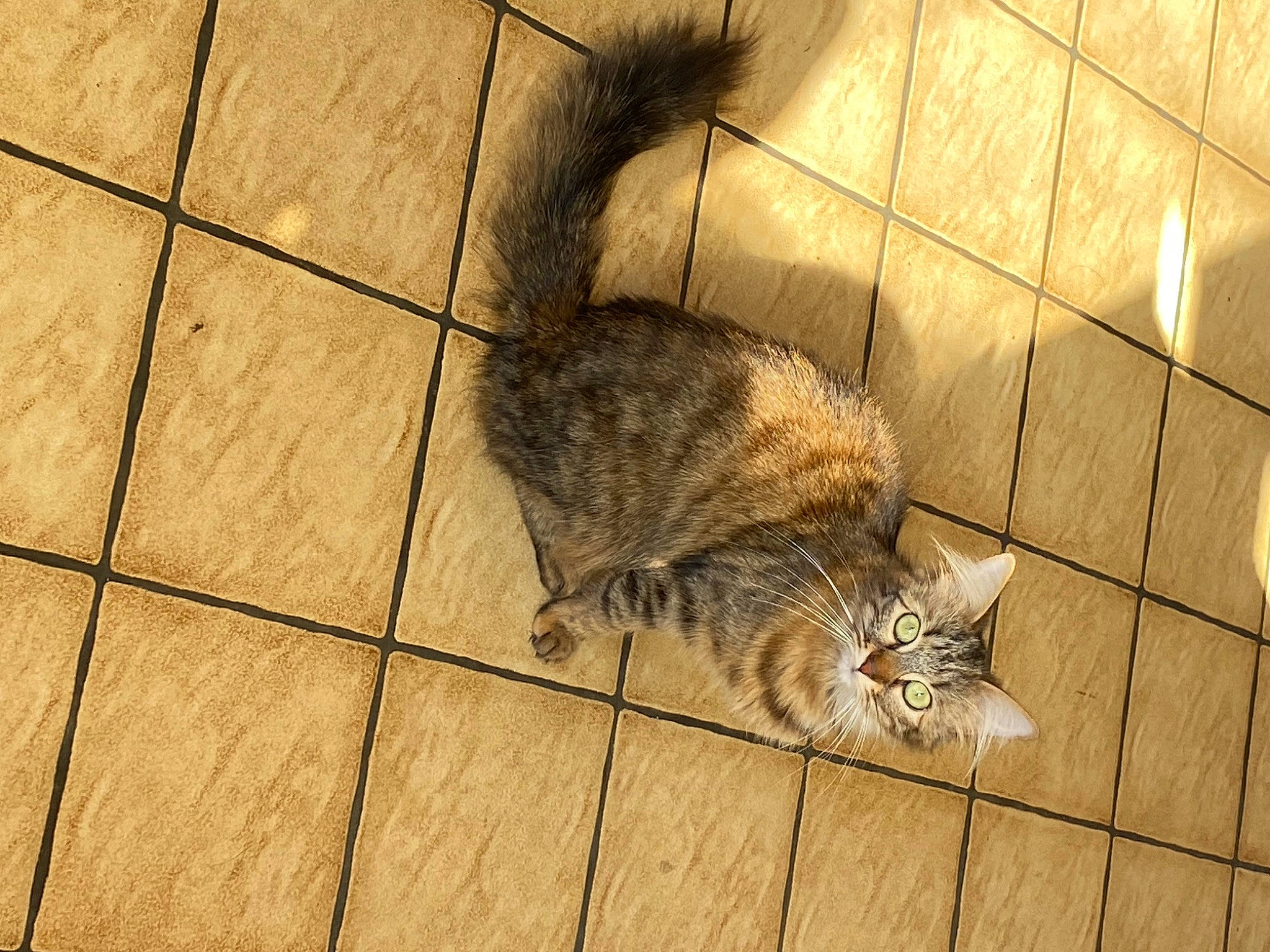 Luna participe au concours pour gagner de l'argent avec cette photo : carnivore, cat, comfort, domestic_short_haired_cat, fawn, felidae, floor, flooring, fur, grey, hardwood, paw, sitting, small_to_medium_sized_cats, snout, tail, terrestrial_animal, whiskers, wildlife, wood