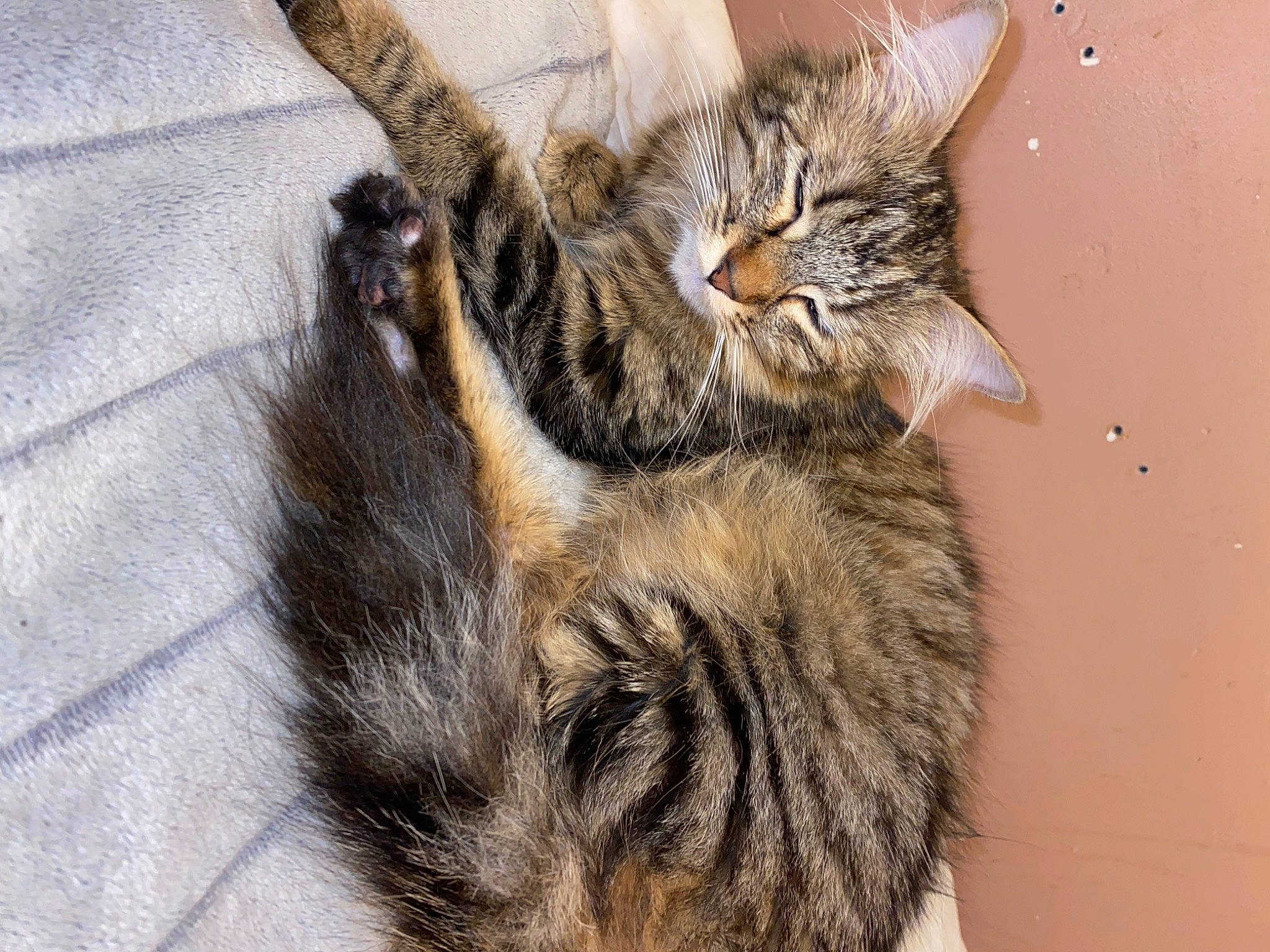 Luna a rejoint le concours — aidez-le/la à gagner de superbes lots ! carnivore, cat, claw, comfort, domestic_short_haired_cat, felidae, fur, paw, small_to_medium_sized_cats, tail, terrestrial_animal, whiskers