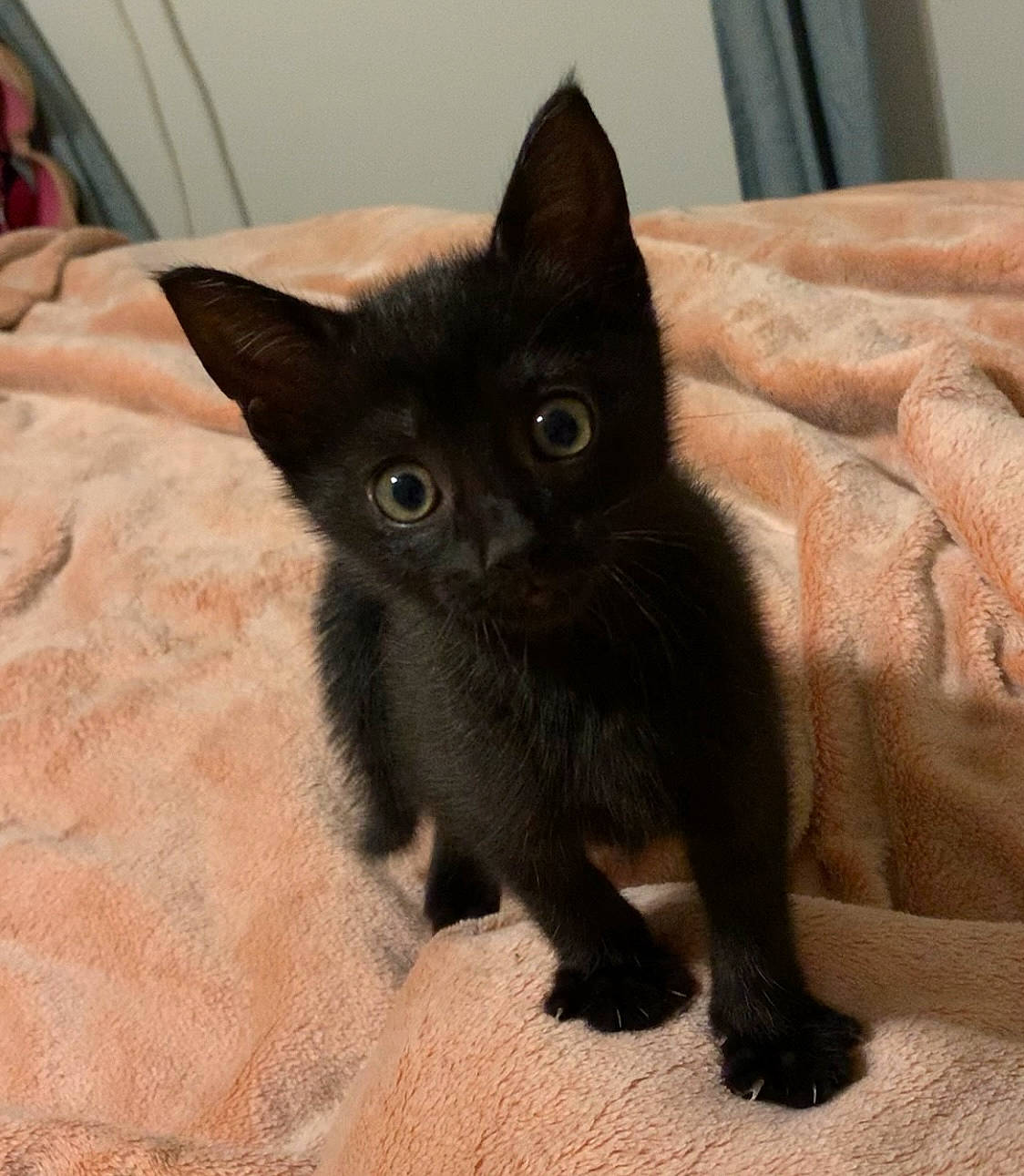 Zelda is registered to the contest to win money with this photo: black_cat, bombay, carnivore, cat, claw, comfort, domestic_short_haired_cat, eye, fawn, felidae, fur, havana_brown, iris, korat, paw, small_to_medium_sized_cats, snout, tail, terrestrial_animal, whiskers