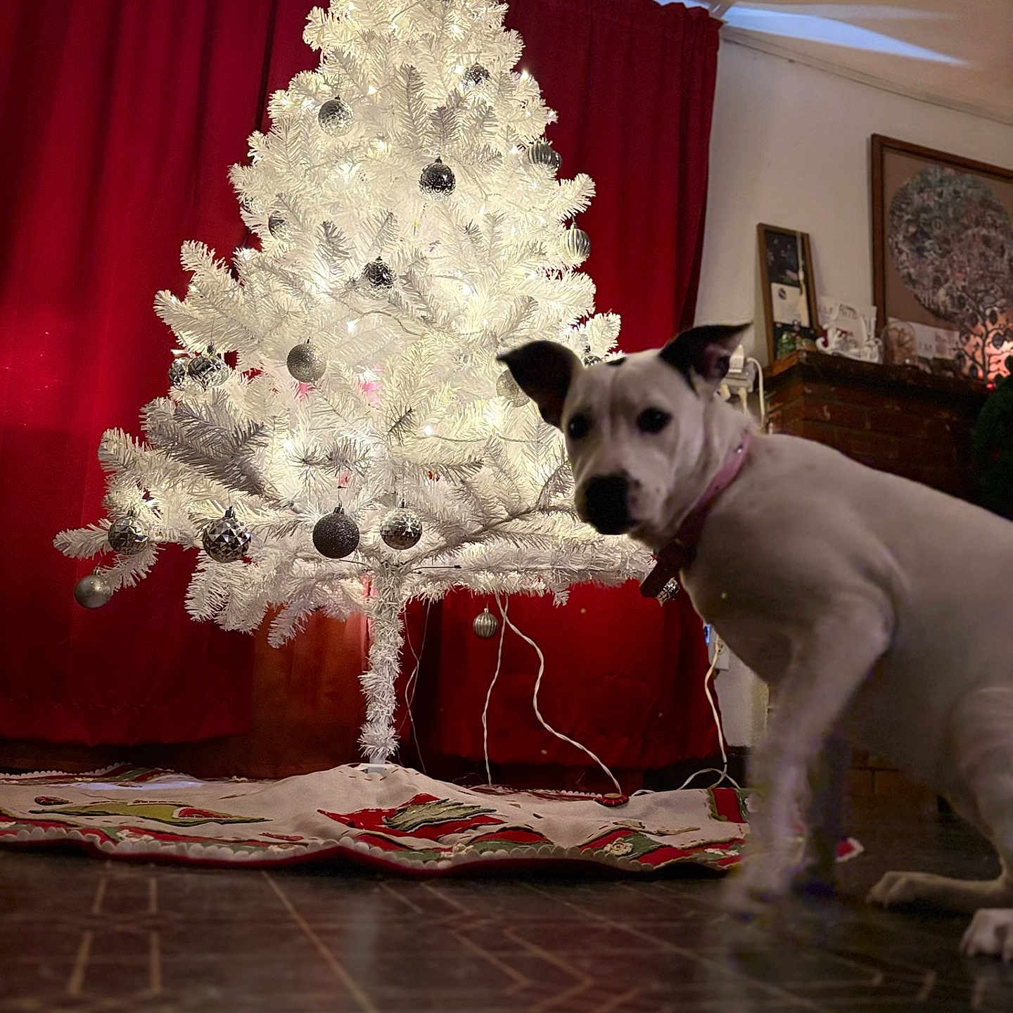 Baylee is registered to the contest to win money with this photo: accessories, animal, architecture, building, bulldog, canine, christmas, christmasdecorations, couch, dog, furniture, hardwood, husky, indoors, lighting, livingroom, pet, room, whitedog, wood