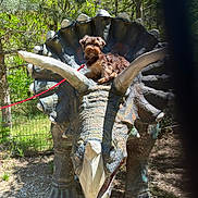 Poncho a rejoint le concours — aidez-le/la à gagner de superbes lots ! animal, face, grass, grove, head, jungle, land, nature, outdoors, park, person, photography, plant, portrait, rock, soil, tree, vegetation, woodland, zoo