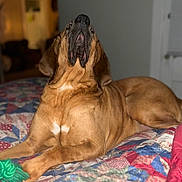 Bentley is registered to the contest to win money with this photo: bed, blanket, brown_dog, cozy, dog, home, indoor, lying_down, mammal, nose, paws, pet, portrait, quilt, relaxed, rope_toy, short_hair, snout, toy, wrinkled_skin