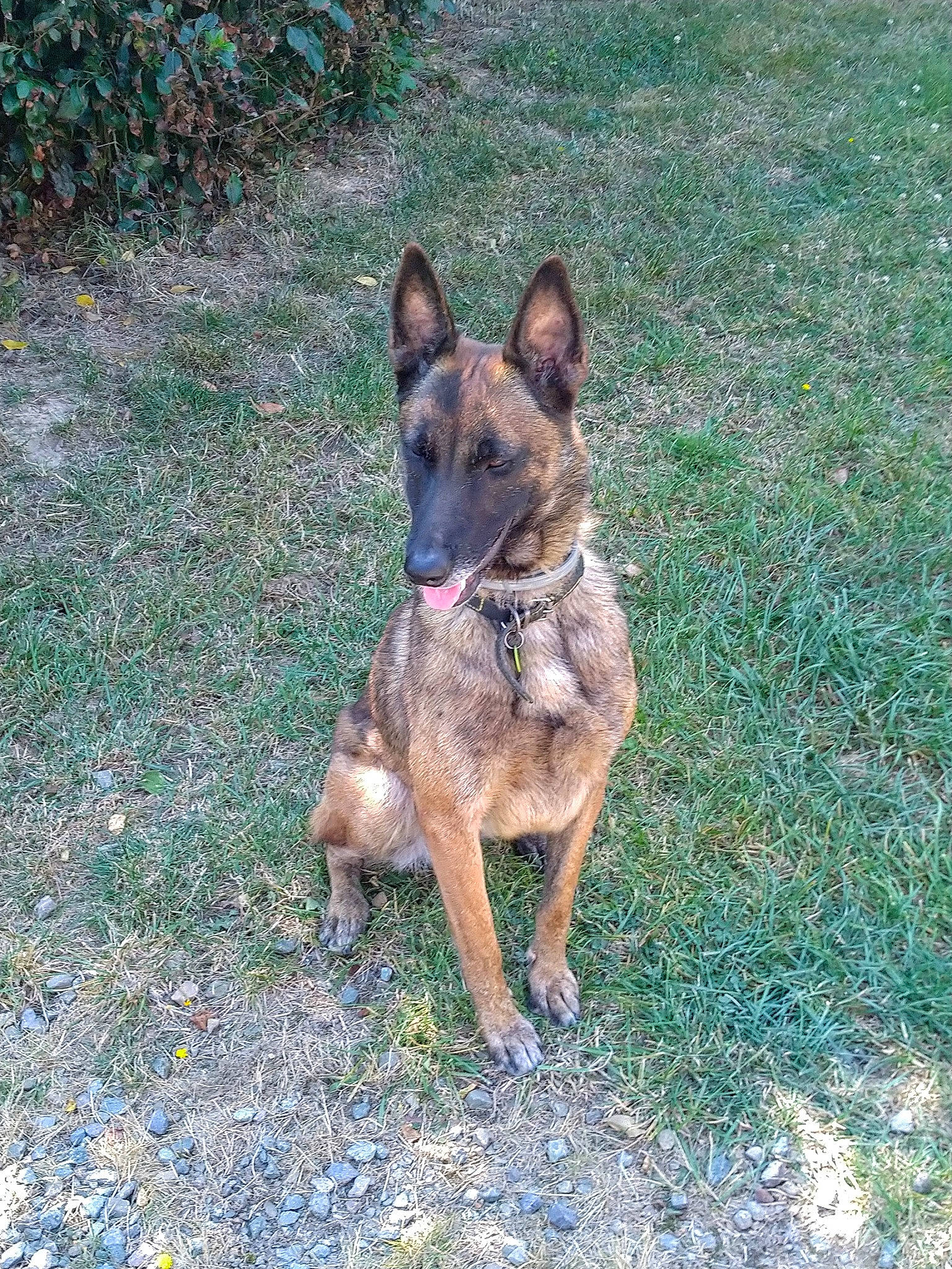 Ozzie participe au concours pour gagner de l'argent avec cette photo : belgian_shepherd_malinois, biting, carnivore, dog, dog_breed, east_european_shepherd, fawn, german_shepherd_dog, grass, herding_dog, old_german_shepherd_dog, plant, snout, sporting_group, terrestrial_animal, working_animal, working_dog