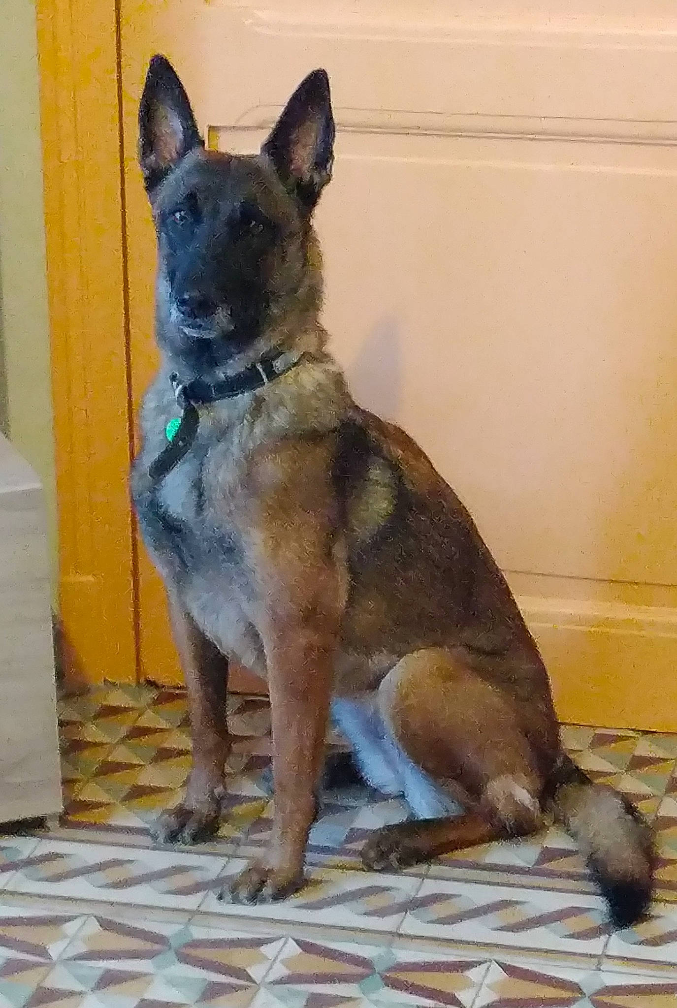 Ozzie a rejoint le concours — aidez-le/la à gagner de superbes lots ! canidae, carnivore, collar, companion_dog, dog, dog_breed, dog_supply, door, east_european_shepherd, fawn, flooring, german_shepherd_dog, herding_dog, king_shepherd, pet_supply, snout, sporting_group, terrestrial_animal, working_animal, working_dog