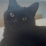 animal, black_cat, blurred, cat, close_up, cozy, curious, cute, domestic_cat, feline, fur, indoor, mysterious, pet, portrait, resting, soft_light, whiskers, window_blind, yellow_eyes