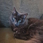 Zelda joined the competition — help win amazing prizes! animal, black_cat, cat, close_up, couch, cozy, cute, domestic_animal, ears, eyes, feline, fur, furniture, home, indoor, mammal, pet, relaxed, resting, whiskers