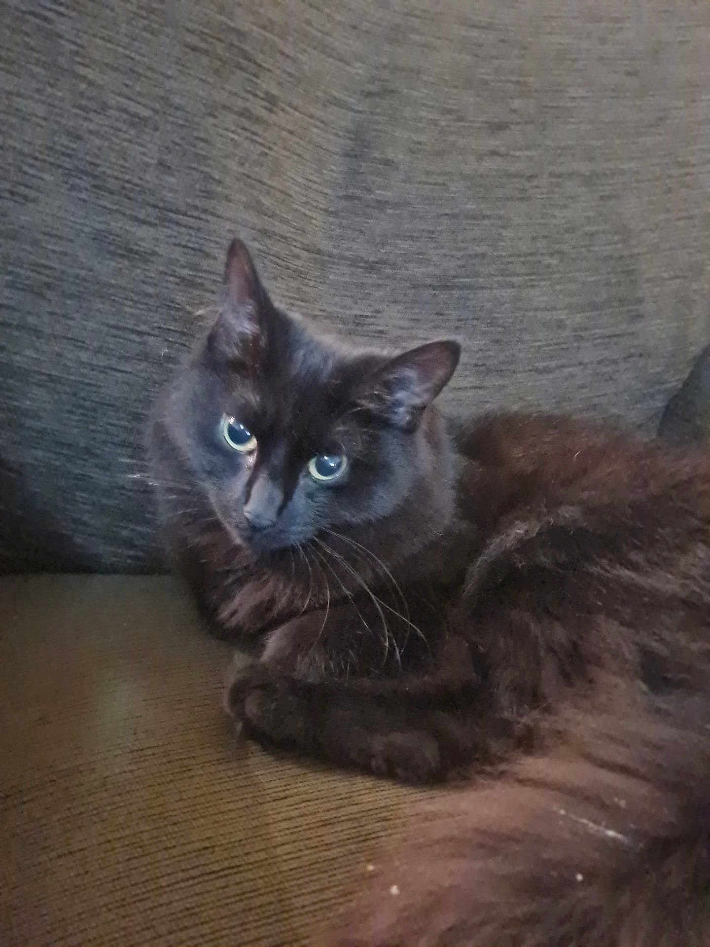 Zelda
