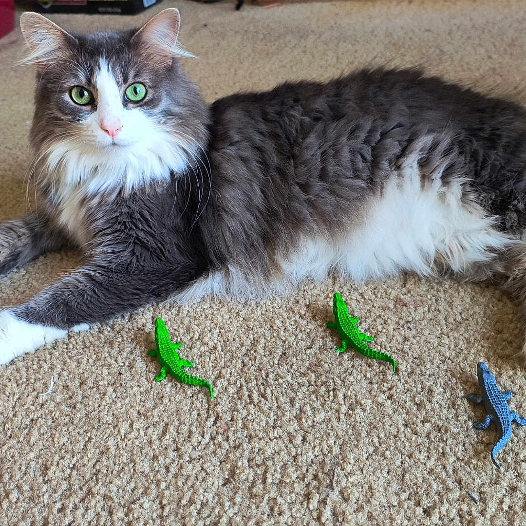 Eeveey Marie is registered to the contest to win money with this photo: animal, carpet, cat, close_up, cute, domestic_cat, feline, fluffy, gray_cat, green_eyes, home, indoor, lying_down, paws, pet, playful, relaxed, toy_lizards, whiskers, white_cat