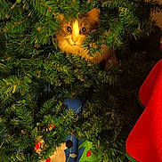 Eeveey Marie is registered to the contest to win money with this photo: animal, cat, christmas, christmas_tree, cozy, curious, cute, decor, eyes, face, feline, festive, greenery, hidden, holiday, indoor, needle_branches, pet, seasonal, tree_skirt