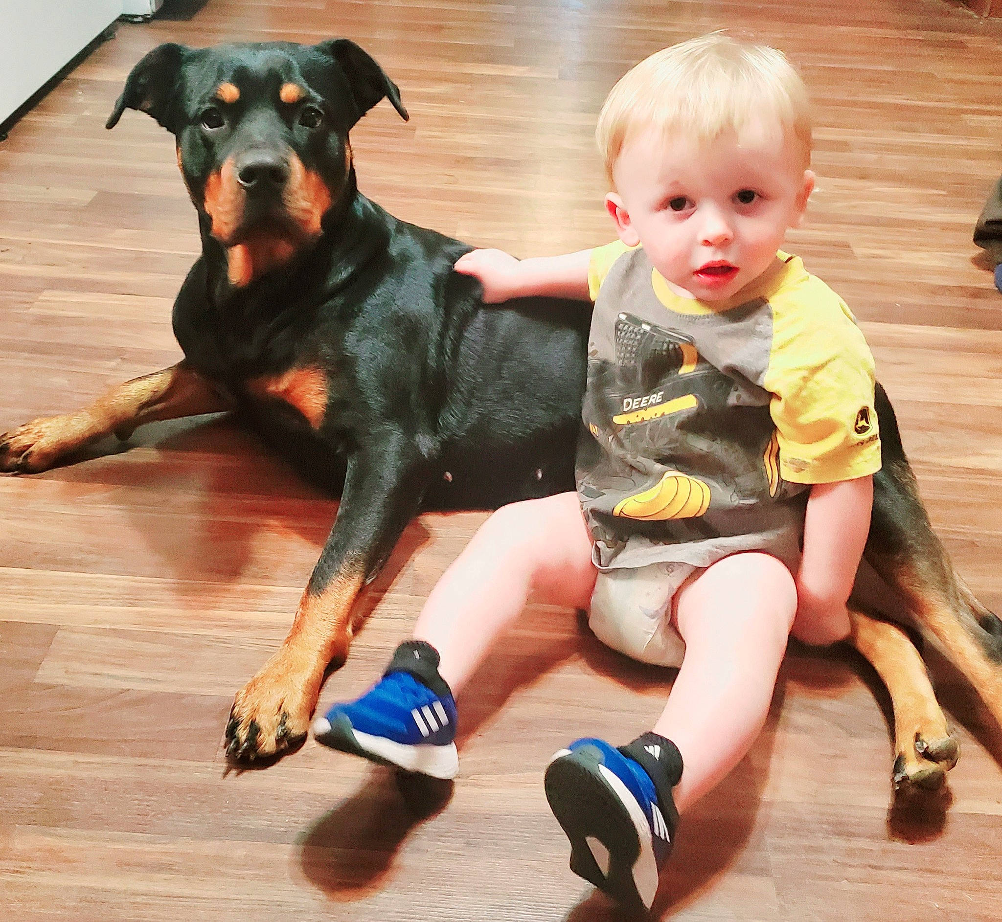 Chevelle joined the competition — help win amazing prizes! baby, baby_toddler_clothing, canidae, carnivore, companion_dog, dog, dog_breed, fawn, flooring, fun, happy, hardwood, human_leg, sock, sporting_group, thigh, toddler, vertebrate, wood, working_animal