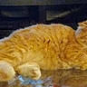 Fluffy joined the competition — help win amazing prizes! cat, orange_cat, fluffy, feline, pet, indoor, reflection, table, resting, animal, fur, cute, domestic_animal, relaxed, whiskers, ears, paws, looking, low_light, cozy
