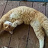animal, cat, claws, curious, cute, daylight, domestic_cat, feline, fur, nature, orange_cat, outdoor, pet, playful, relaxed, resting, stretching, whiskers, white_paws, wooden_deck