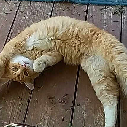 Fluffy