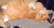 Fluffy joined the competition — help win amazing prizes! cat, orange_cat, white_paws, fluffy, lying_down, bed, blanket, indoor, pet, relaxed, fur, cozy, cute, animal, whiskers, sleepy, domestic_cat, resting, feline, curious