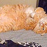 cat, orange_cat, white_paws, fluffy, lying_down, bed, blanket, indoor, pet, relaxed, fur, cozy, cute, animal, whiskers, sleepy, domestic_cat, resting, feline, curious