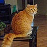 Fluffy is registered to the contest to win money with this photo: cat, orange_cat, fluffy, tail, indoor, table, glass_top, wooden_floor, curious, pet, animal, feline, household, furniture, orange_fur, domestic, sitting, looking, cozy, home