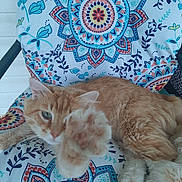 Fluffy joined the competition — help win amazing prizes! cat, orange_cat, paw, fluffy, cushion, patterned_cushion, mandala_pattern, blue, teal, coral, feline, pet, lounge, relaxed, indoor, colorful, closeup, paw_in_focus, fur, playful
