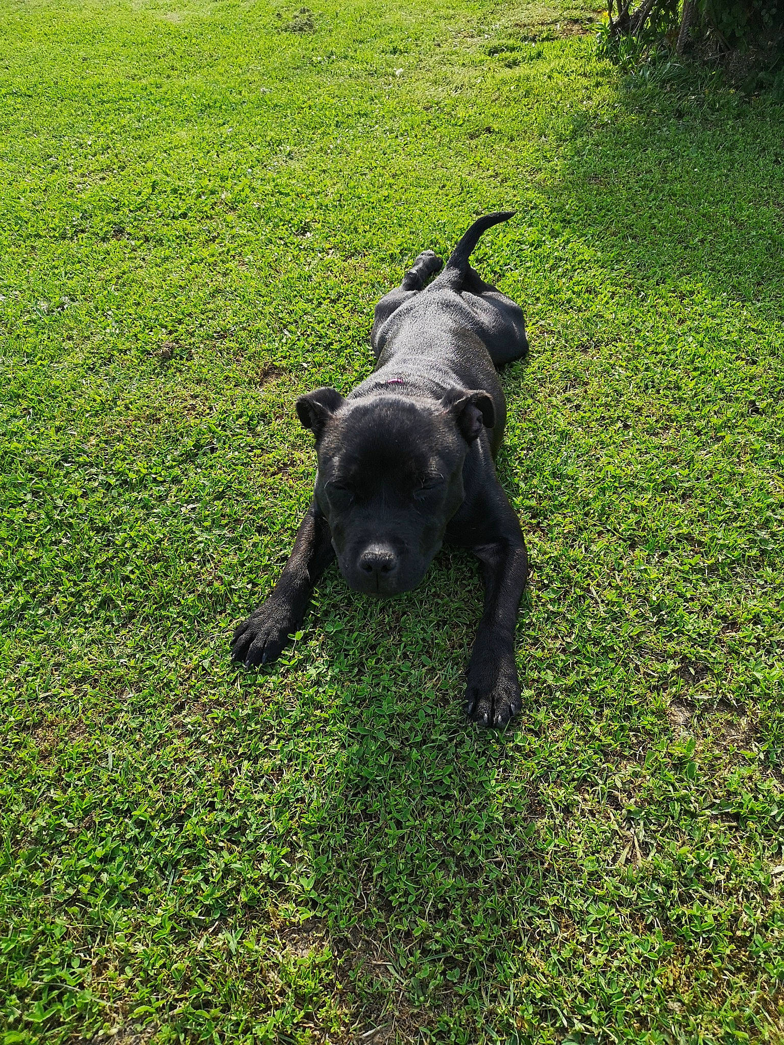 Prada a rejoint le concours — aidez-le/la à gagner de superbes lots ! canidae, carnivore, dog, dog_breed, grass, guard_dog, mammal, non_sporting_group, sporting_group, terrier, vertebrate