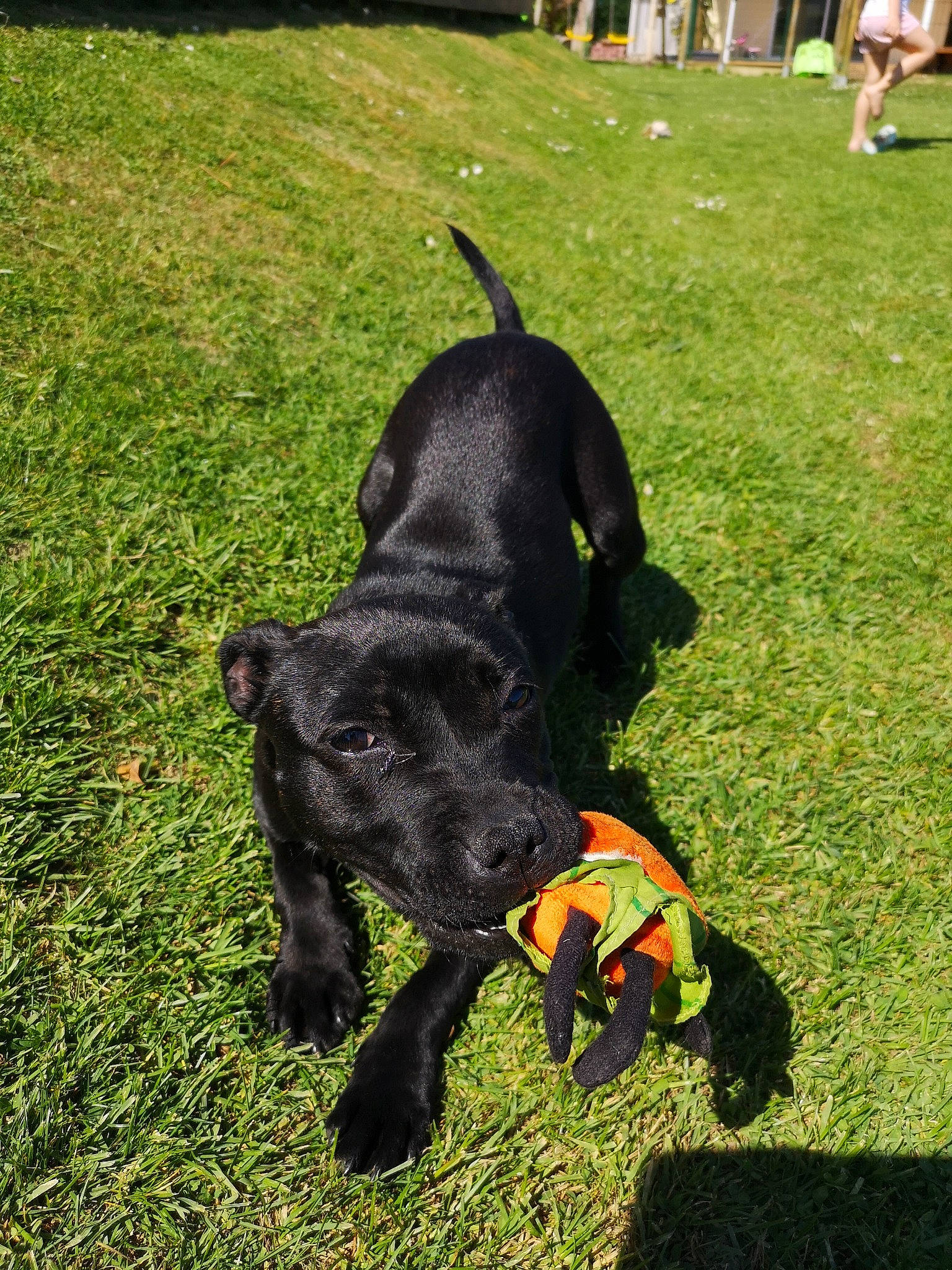 Prada a rejoint le concours — aidez-le/la à gagner de superbes lots ! canidae, carnivore, dog, dog_breed, grass, guard_dog, hunting_dog, mammal, non_sporting_group, patterdale_terrier, plant, puppy, rare_breed_dog, snout, sporting_group, tail, terrier, vertebrate, working_dog