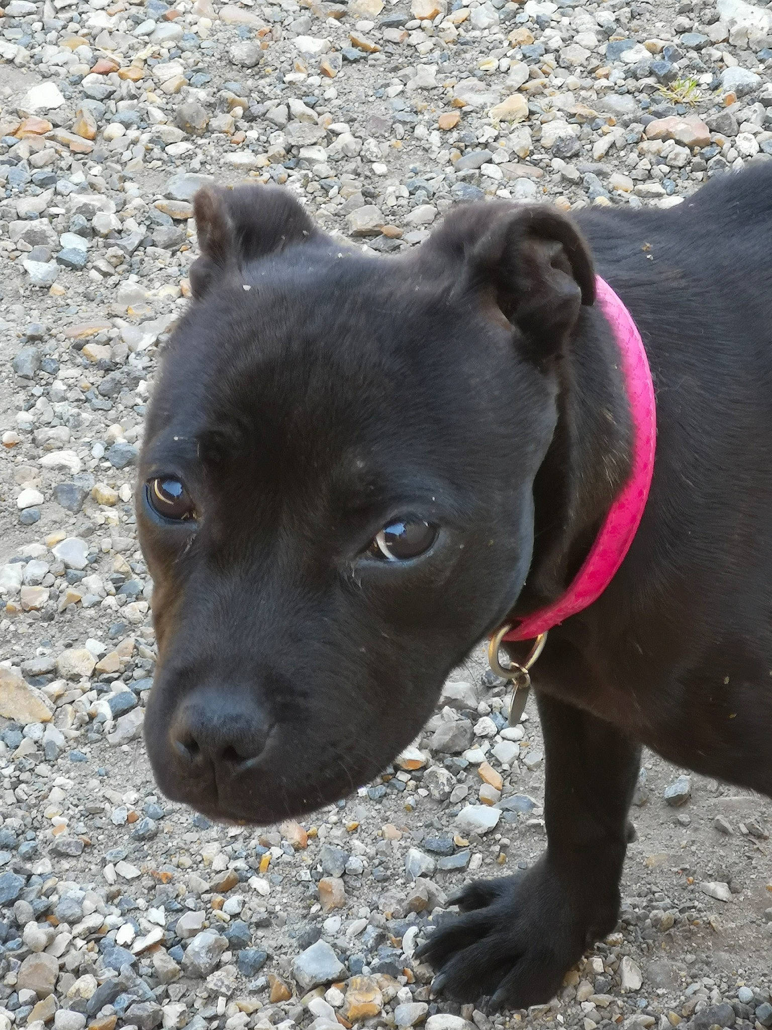 Prada participe au concours pour gagner de l'argent avec cette photo : american_pit_bull_terrier, american_staffordshire_terrier, bull_and_terrier, canidae, carnivore, dog, dog_breed, fawn, mammal, non_sporting_group, patterdale_terrier, pit_bull, rare_breed_dog, snout, sporting_group, staffordshire_bull_terrier, terrier, vertebrate