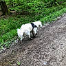 dog, white_dog, security_harness, muddy_paws, walking, forest, trees, greenery, path, dirt_path, outdoors, nature, canine, animal, pet, leisure, daytime, grass, shrubbery, woodland