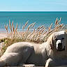 dog, white_dog, beach, sand, grass, sea, ocean, dune, sunny, outdoor, nature, relaxing, canine, pet, coast, sky, summer, animal, landscape, resting