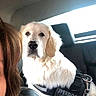 dog, golden_retriever, car_interior, harness, pet, animal, seat, window, person, hair, brown_hair, leather_seat, daylight, side_view, close_up, passenger, companion, transportation, pet_harness, calm