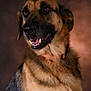 Osmose a rejoint le concours — aidez-le/la à gagner de superbes lots ! dog, german_shepherd, pet, canine, portrait, close-up, brown_coat, black_coat, collar, animal, friendly, happy, studio_lighting, indoor, fur, muzzle, ears, teeth, looking_away, expression