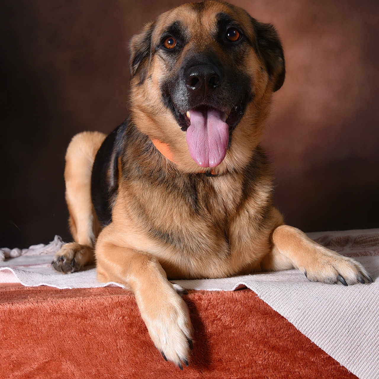 Osmose a rejoint le concours — aidez-le/la à gagner de superbes lots ! animal, black, blanket, brown, canine, collar, cute, dog, ears, friendly, fur, german_shepherd, indoor, lying_down, mammal, paws, pet, portrait, resting, tongue_out