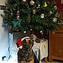 Osmose participe au concours pour gagner de l'argent avec cette photo : dog, german_shepherd, santa_hat, green_bow_tie, christmas_tree, ornaments, pine_cone, holiday_decor, indoor, wooden_floor, radiator, furniture, table, chair, festive, pet, animal, christmas, holiday, cute