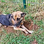 dog, german_shepherd, grass, dirt, hole, fence, outdoor, animal, pet, collar, playful, nature, canine, digging, tongue_out, fur, mischievous, resting, summer, greenery