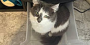 Millie is registered to the contest to win money with this photo: cat, gray_and_white, fluffy, sitting, plastic_drawer, curious_eyes, green_eyes, indoor, tiled_floor, mug, shelf, household_items, pet, feline, looking_up, cozy, domestic, fur, whiskers, tail