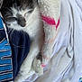 Millie is registered to the contest to win money with this photo: cat, sleeping, blanket, cozy, fur, pet, resting, indoor, white, pink, soft, comfort, animal, cute, relaxing, warm, snuggle, paw, feline, domestic