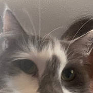 Millie is registered to the contest to win money with this photo: cat, close_up, whiskers, fur, face, ears, indoor, pet, animal, curious, blurred, portrait, feline, nose, eyes, soft_light, background, tabby, domestic_cat