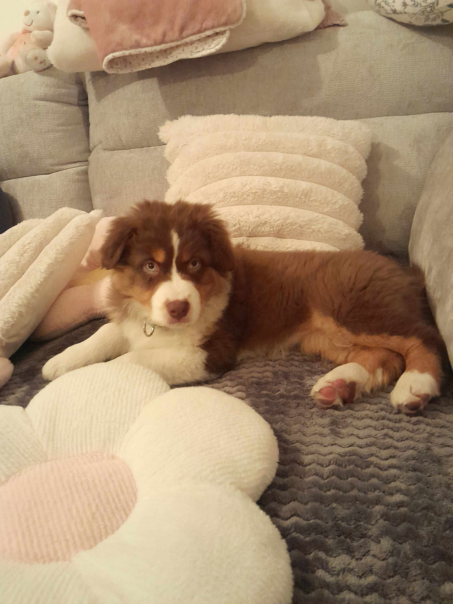 Belle participe au concours pour gagner de l'argent avec cette photo : puppy, dog, brown, white, blanket, pillow, couch, indoor, pet, soft, cozy, fur, cute, animal, relaxed, looking, lying_down, home, comfort, decor