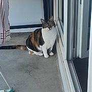 Minette a rejoint le concours — aidez-le/la à gagner de superbes lots ! cat, calico, animal, pet, indoor, curious, sitting, concrete_floor, glass_door, window, reflection, door_frame, striped, white_paws, tail, ears, outdoor_area, quiet, still_life, domestic